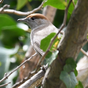 Bouscarlo tèsto-negro (Sylvia atricapilla) femello