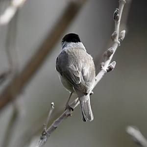 Bouscarlo tèsto-negro (Sylvia atricapilla) mascle