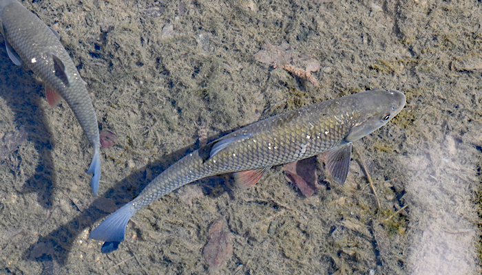 Cabedo dis nadello-aranjo (Squalius cephalus)