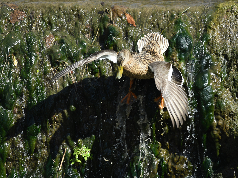 Canard còu-verd (femello)
