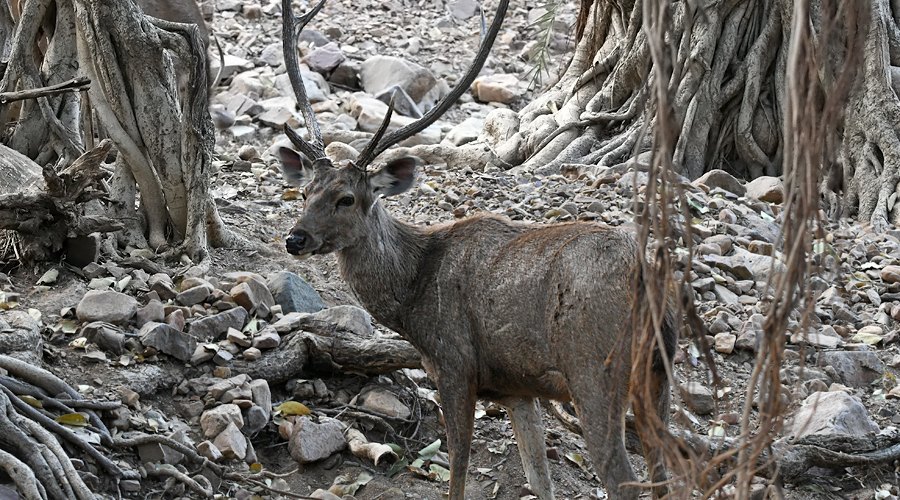 Sambar brun (Rusa unicolor unicolor)